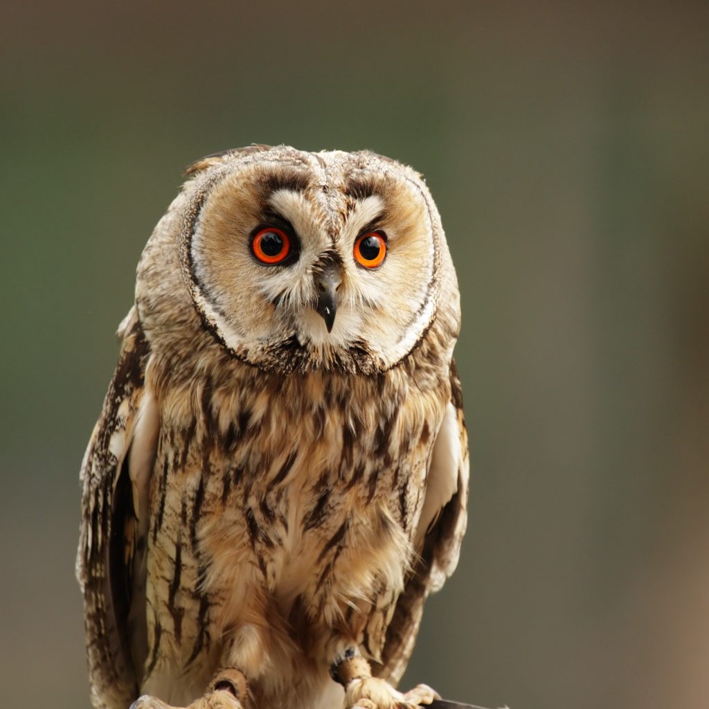 A wise old owl
